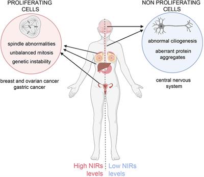 Non-transport roles of nuclear import receptors: In need of the right balance